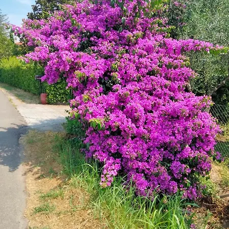 “bouganville” Loc Avane Pisa Apartament *